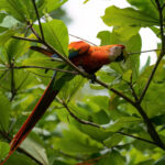 rainbow maccaw